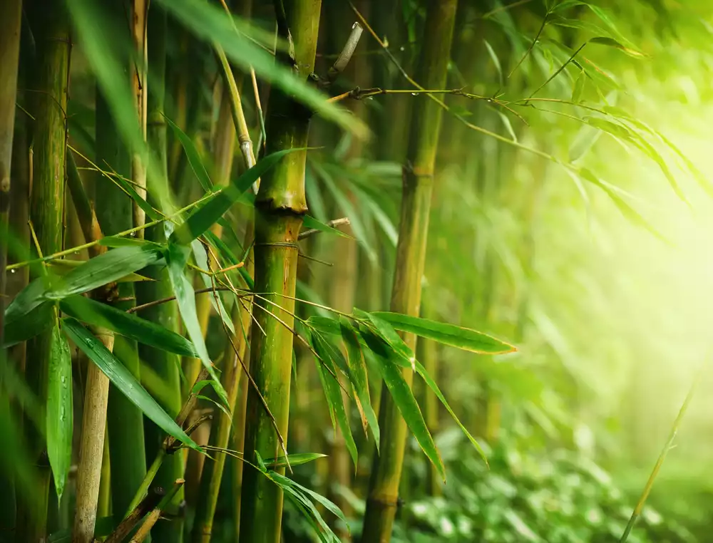 fudovietnam.com